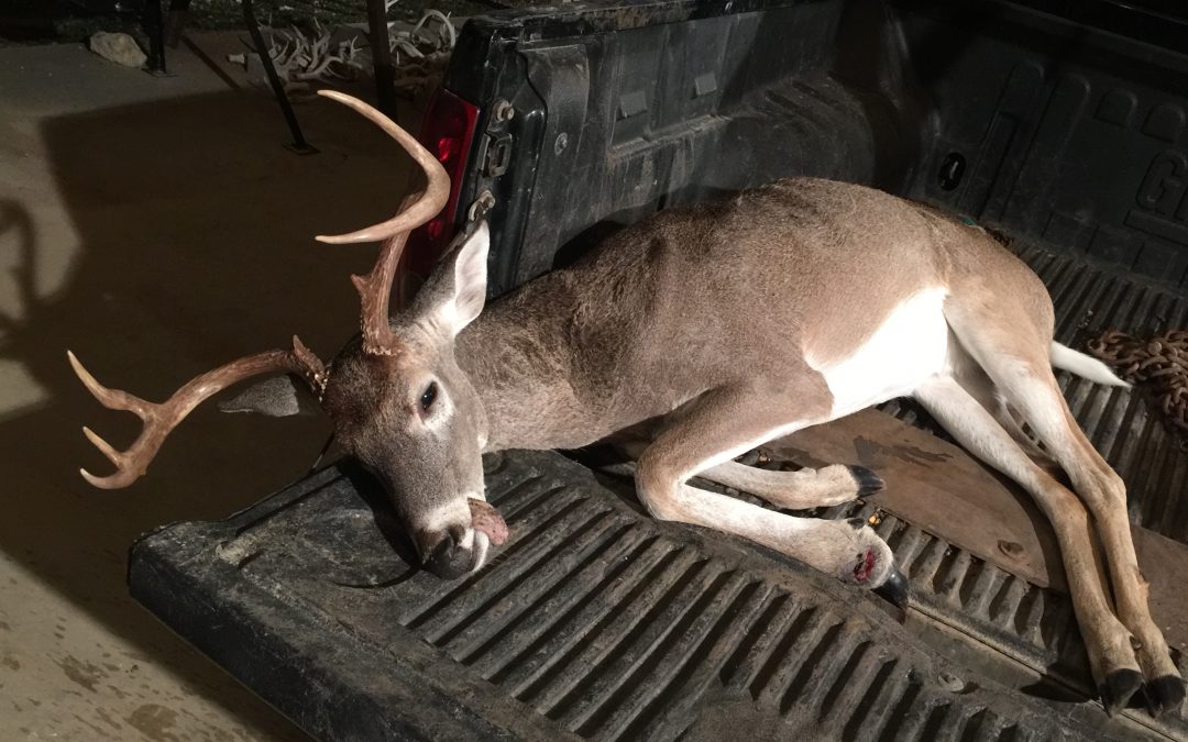 Dove hunting lessons learned and opening of archery season