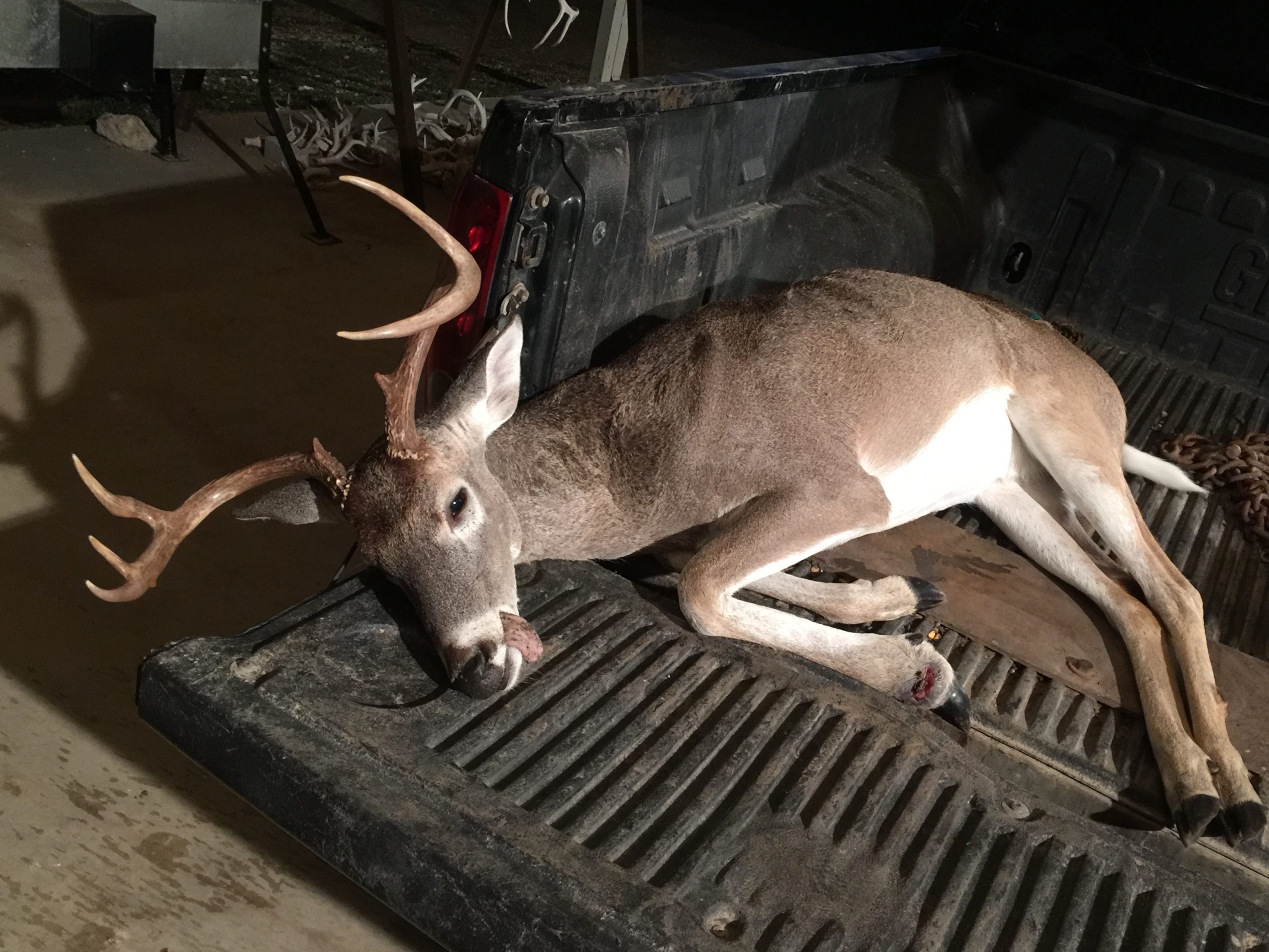 Dove hunting lessons learned and opening of archery season