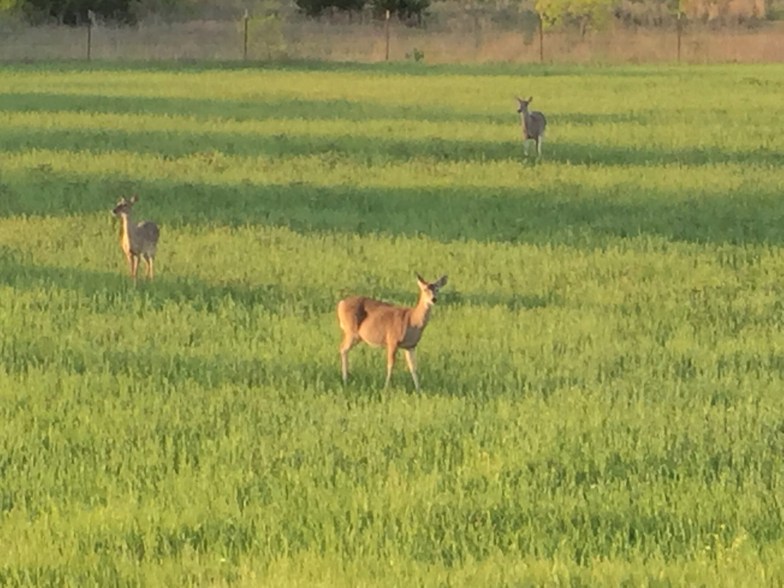 Good birds and an even tougher doe