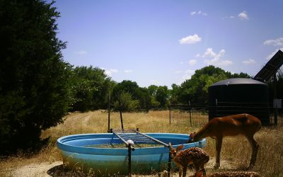 Your ranch summer to-do list