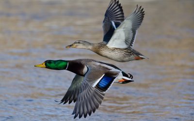 Learning a bit about Waterfowl