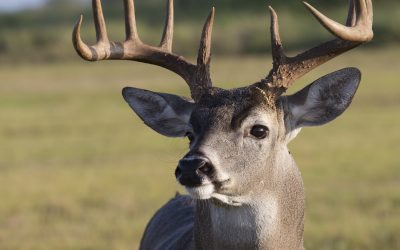 Corn Bandit Consult: Helping a listener improve raw South Texas ranch for hunting