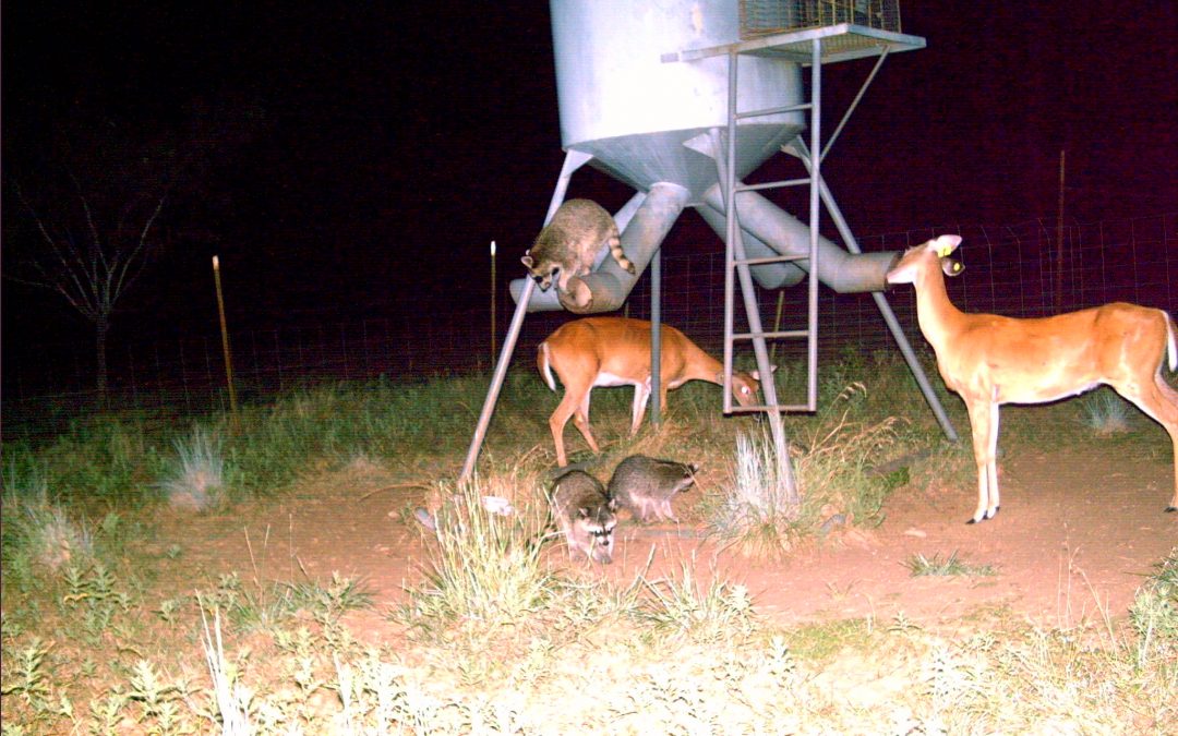 Save Your Money – Trap a Varmint!