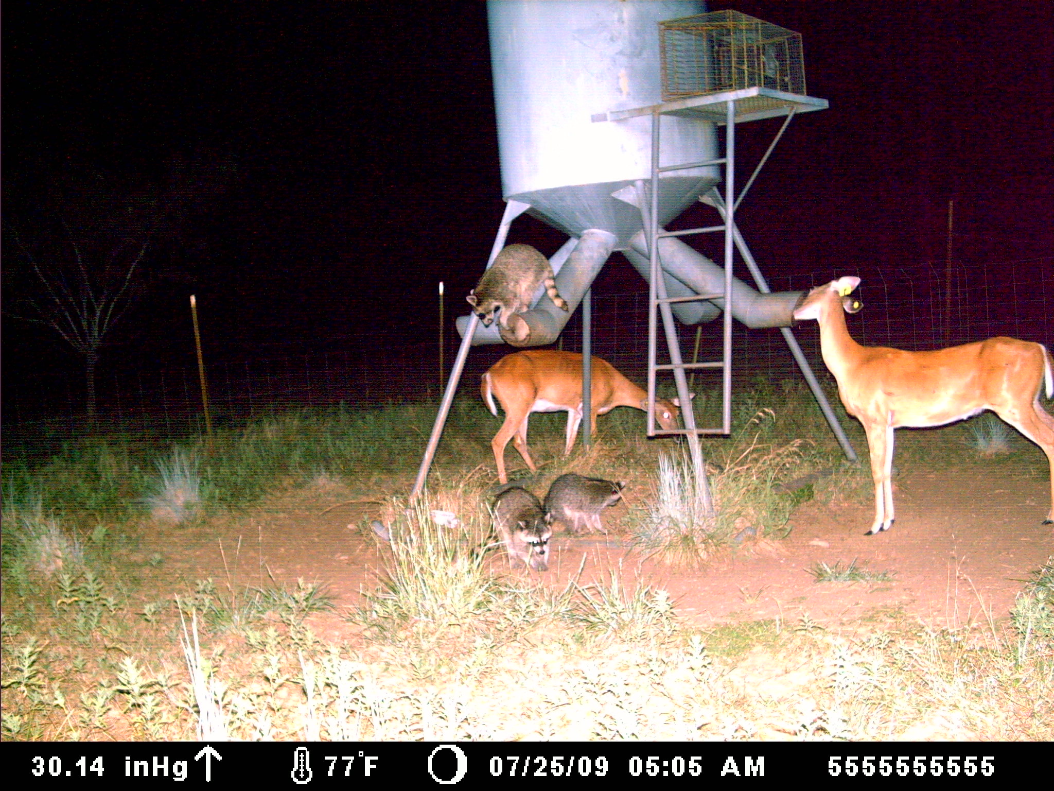 Save Your Money – Trap a Varmint!