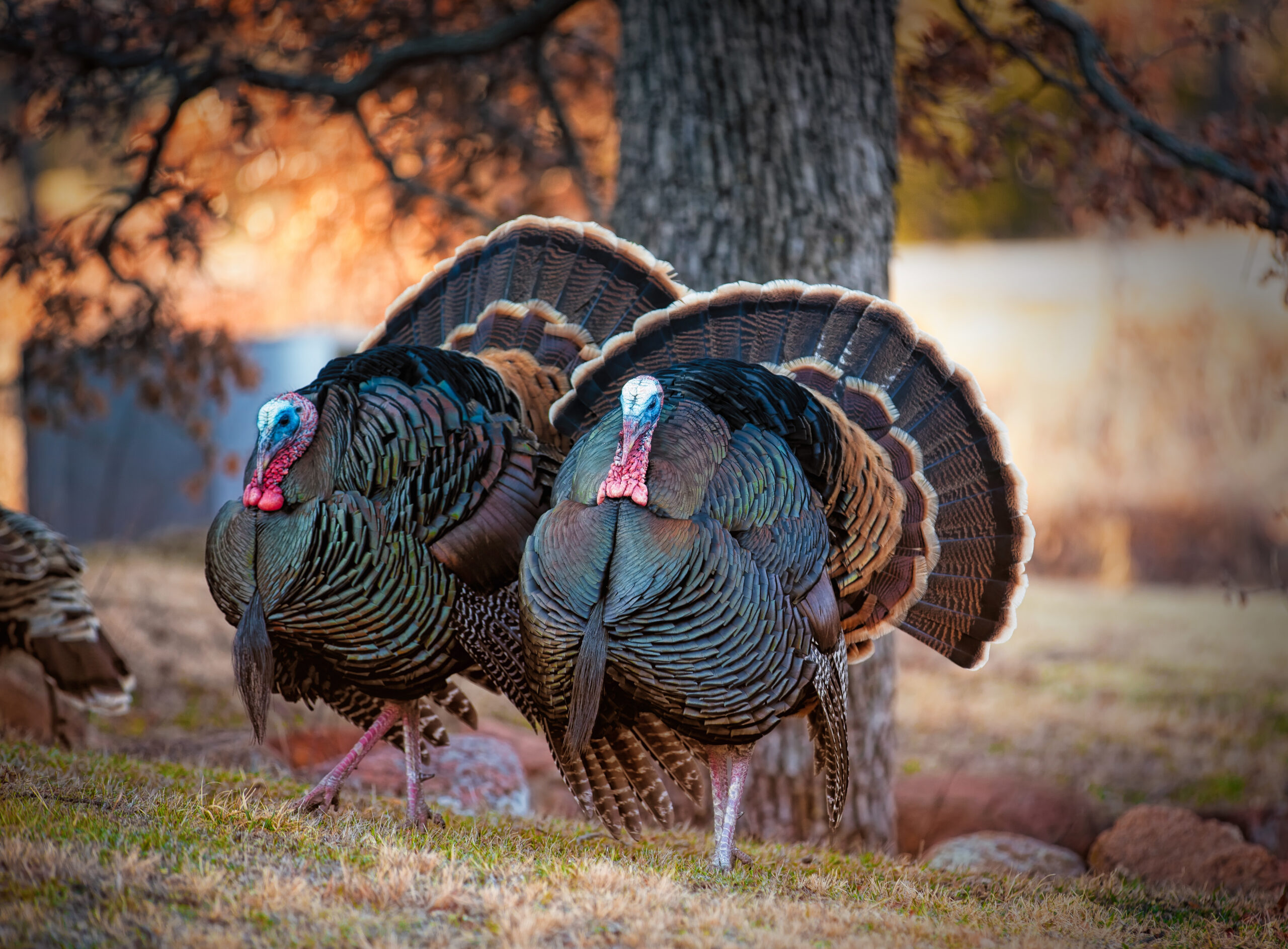 Thunder Chicken season is here!