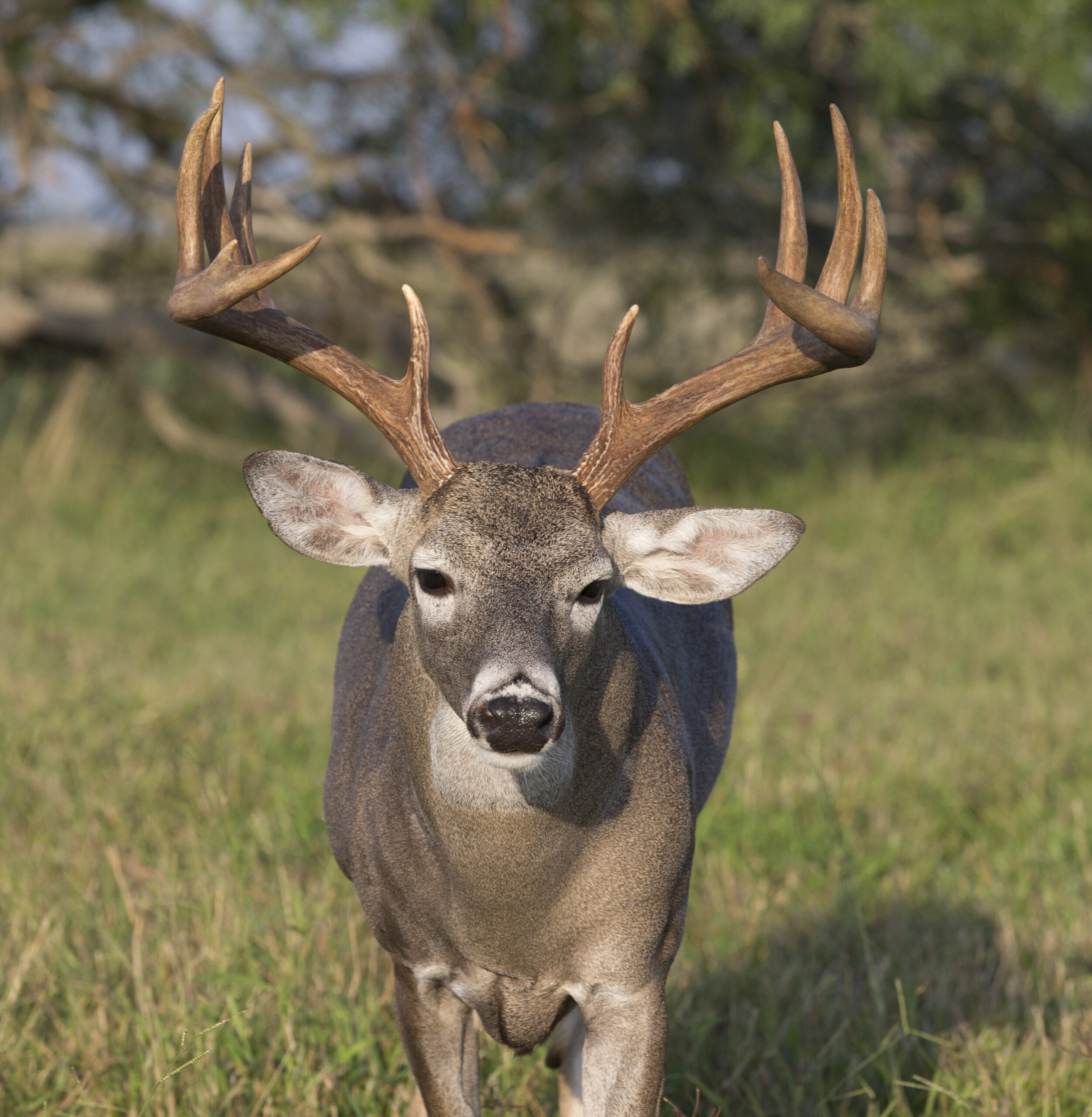 Opening Weekend 2019