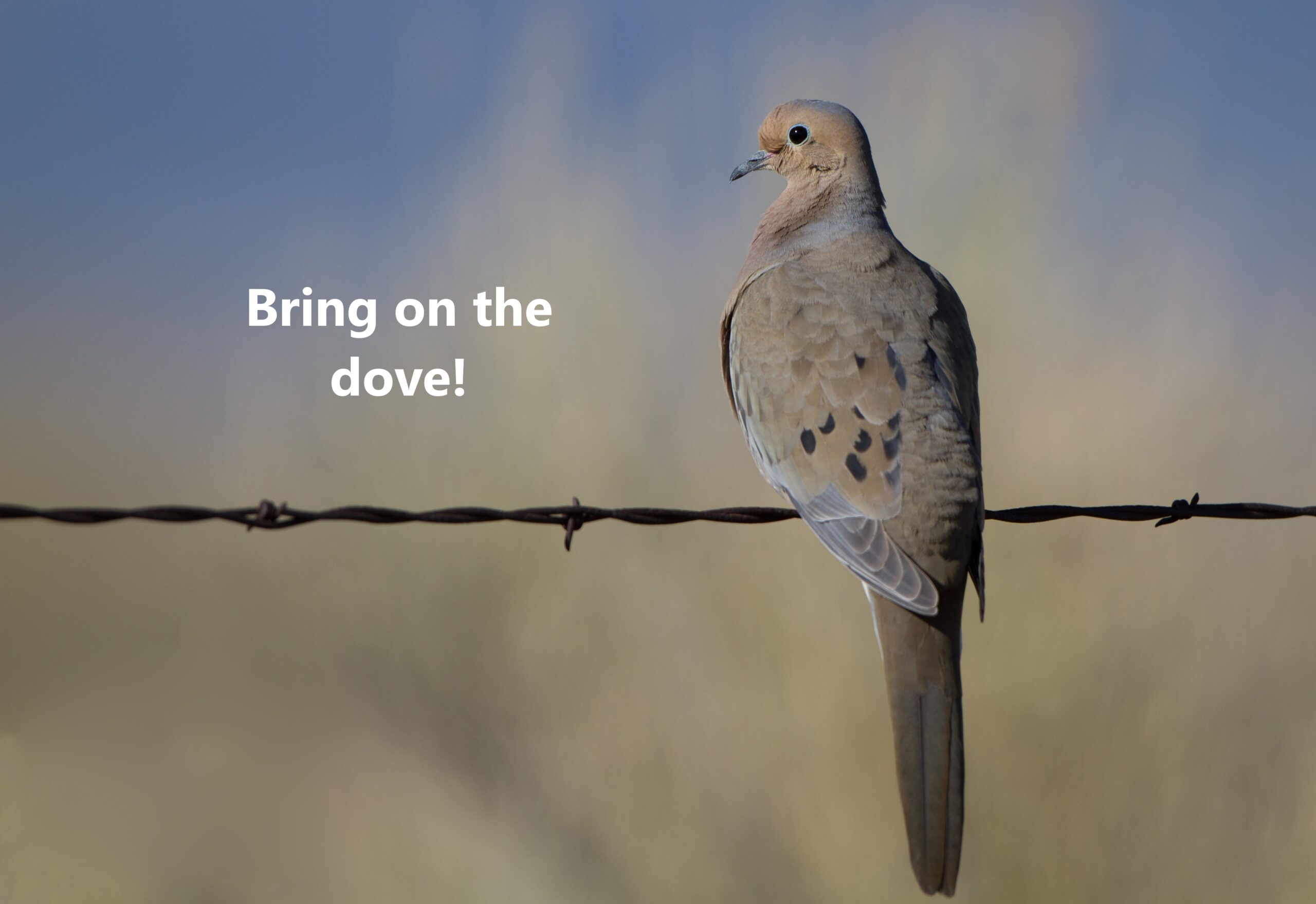 Bring on the dove!