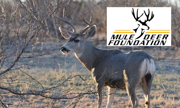 Mule Deer Foundation with Charlie Stockstill
