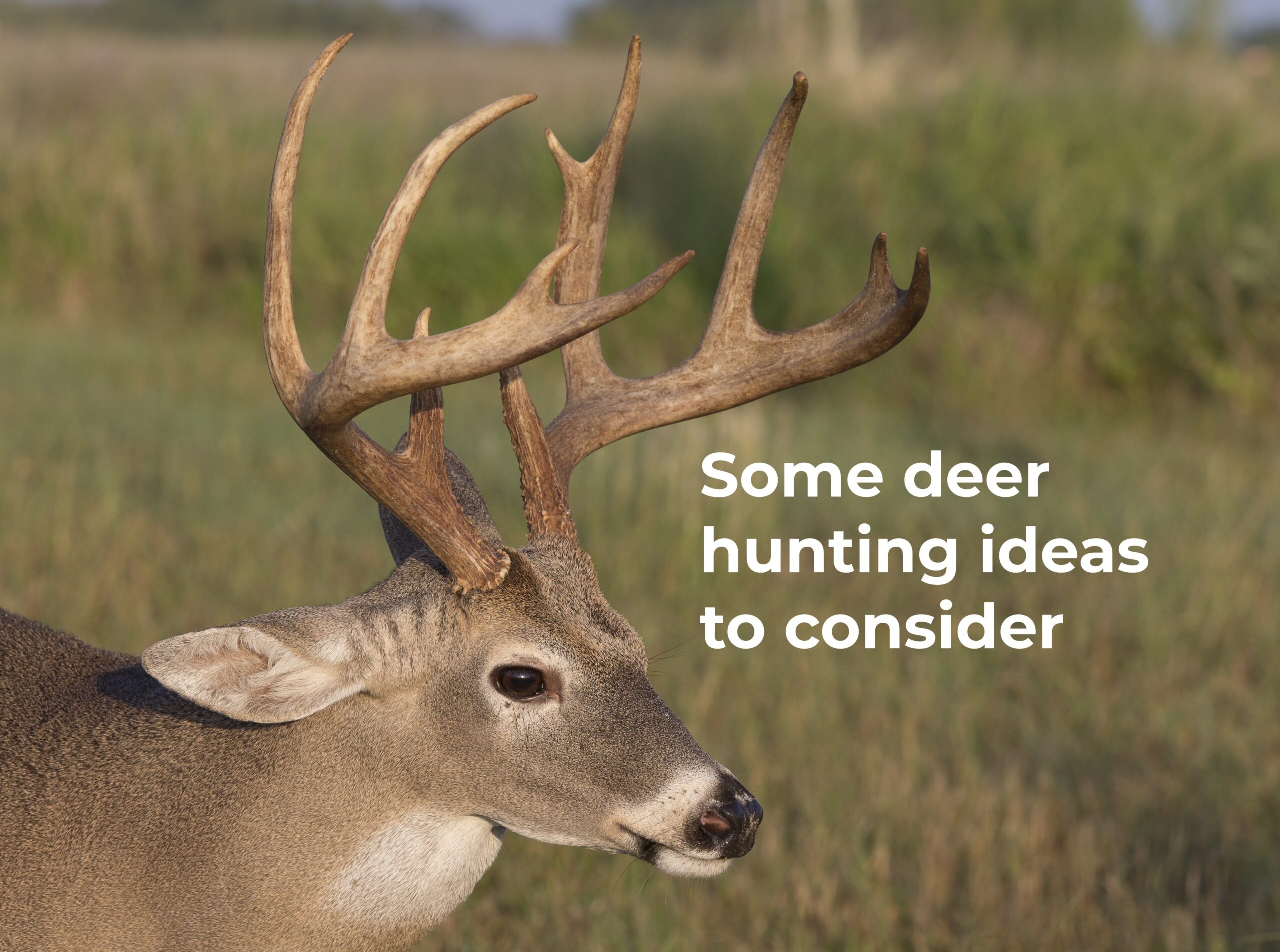 Deer behavior, barometric pressure, the moon & more
