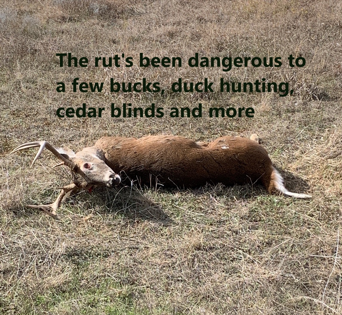 The rut’s been dangerous to a few bucks, duck hunting, cedar blinds and more