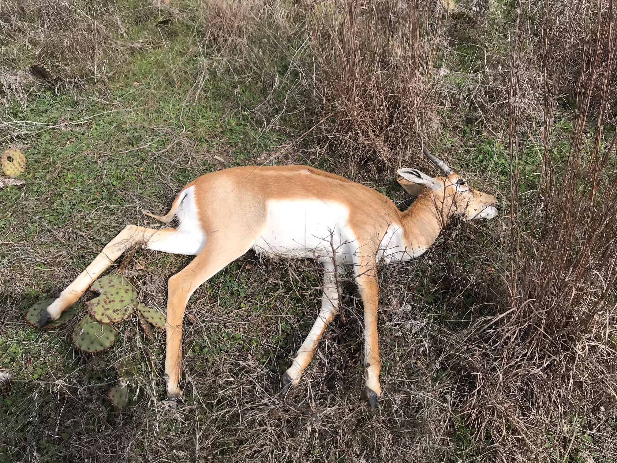 Pasture poodles, deer in transition & Blackbuck antelope
