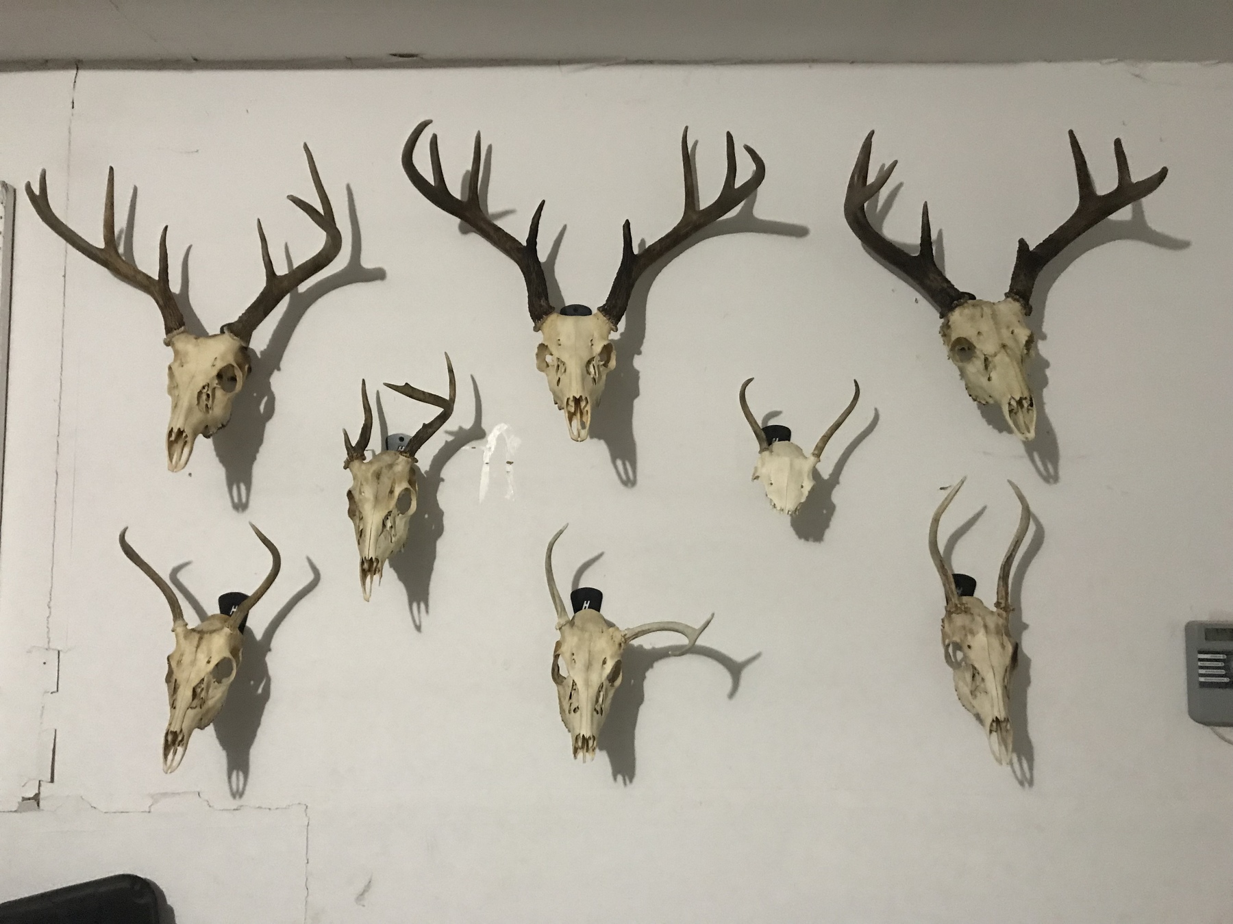 Creating your own “Hall of Horns”