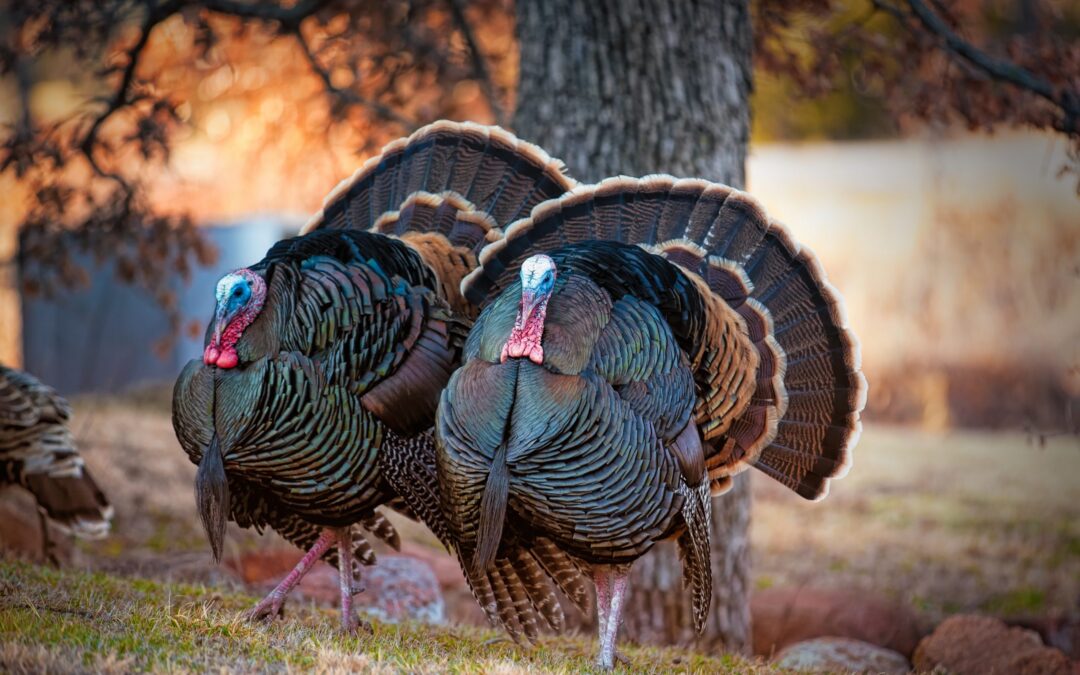 About the North American Turkey