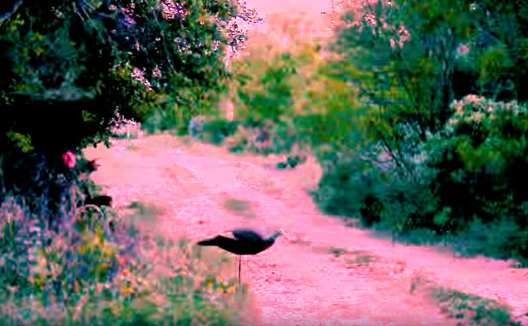 A crazy conclusion to a turkey hunt