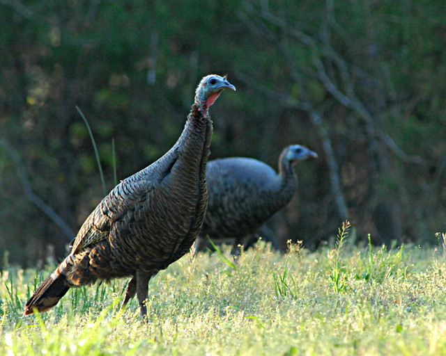 Getting two for one, a deer and turkey story