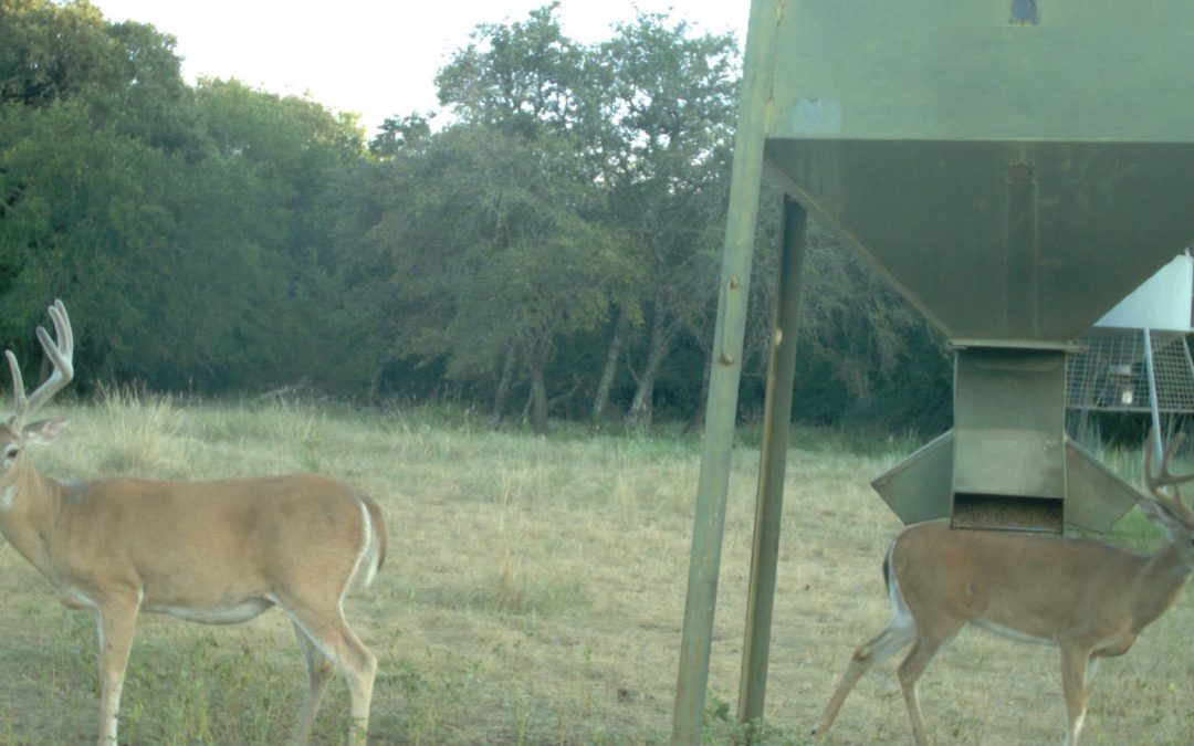 Opening Weekend 2020