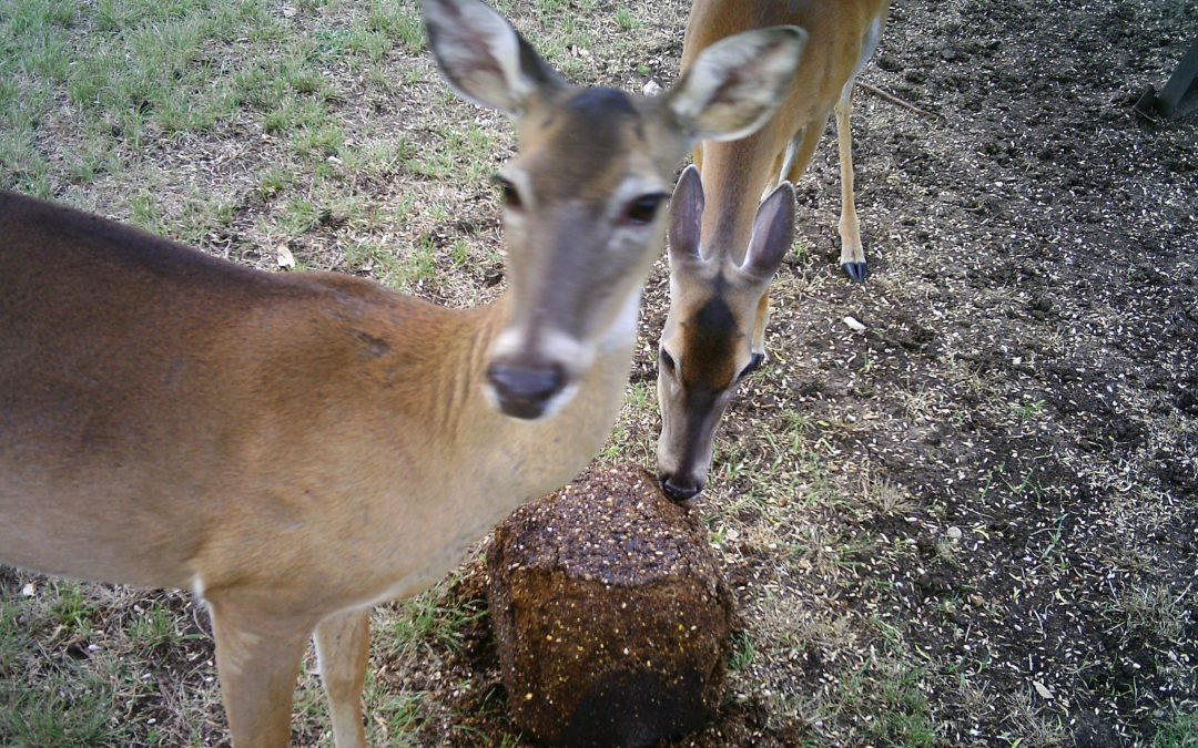 Deer Blocks…Fact or Fiction?