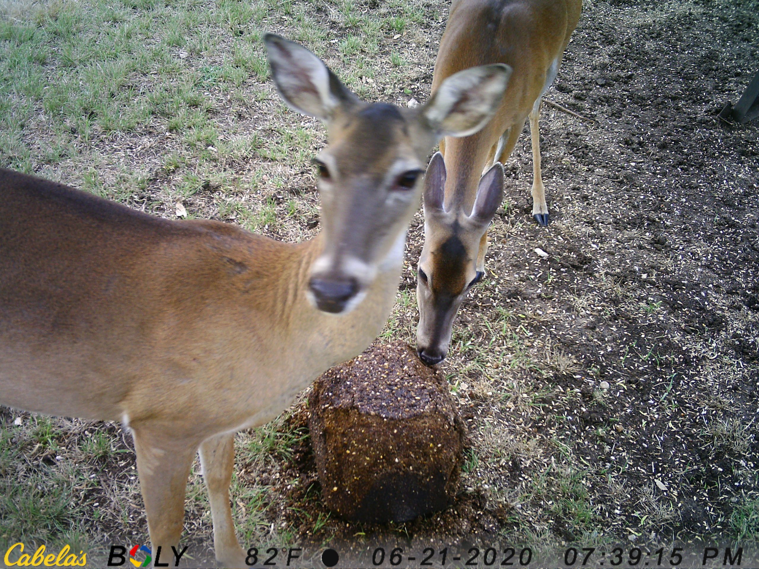 Deer Blocks…Fact or Fiction?