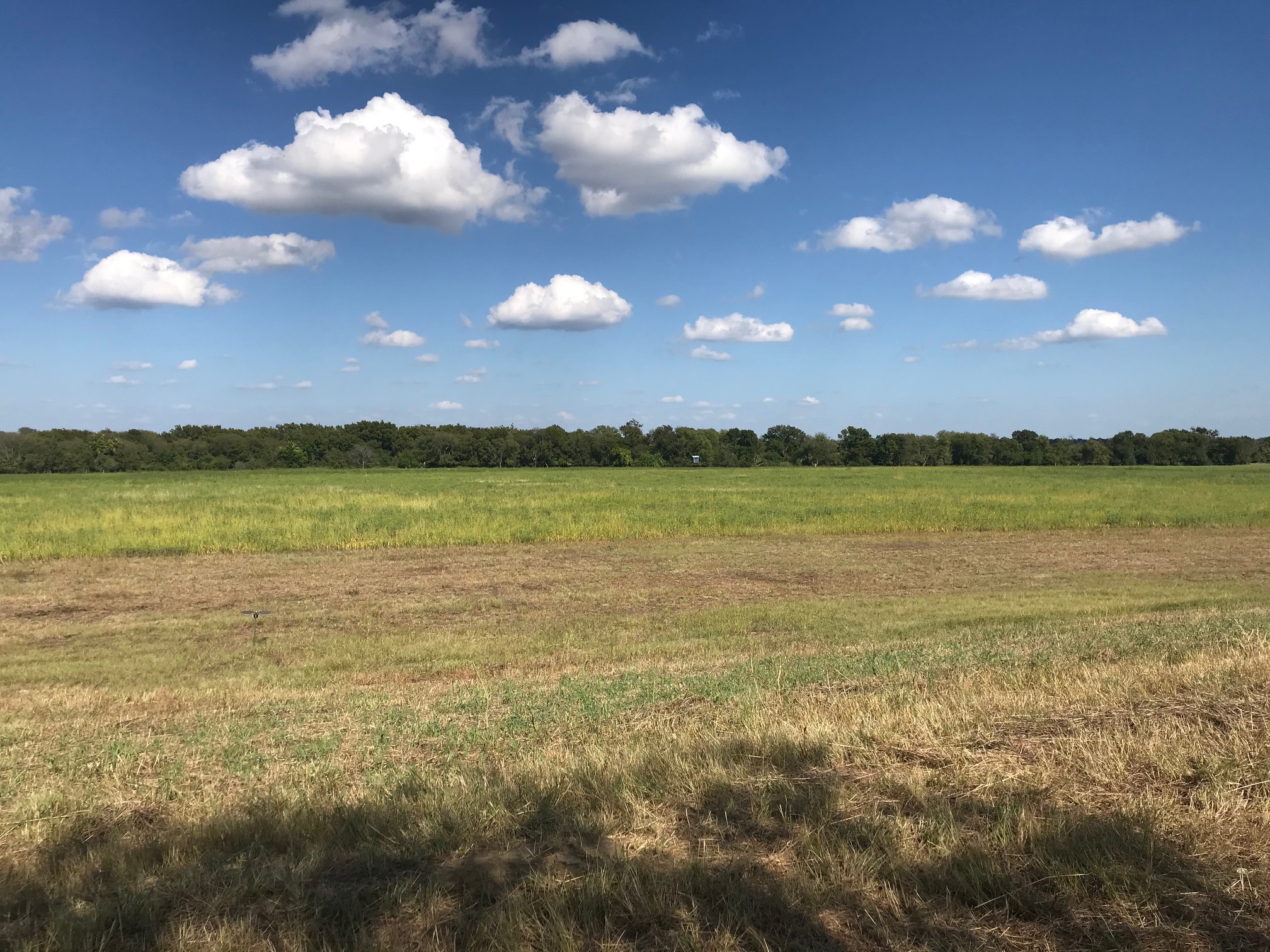 Murphy’s Law, the rains come with dove season in Texas