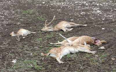 Texas’ fisheries, wildlife and habitats all affected differently by winter storms