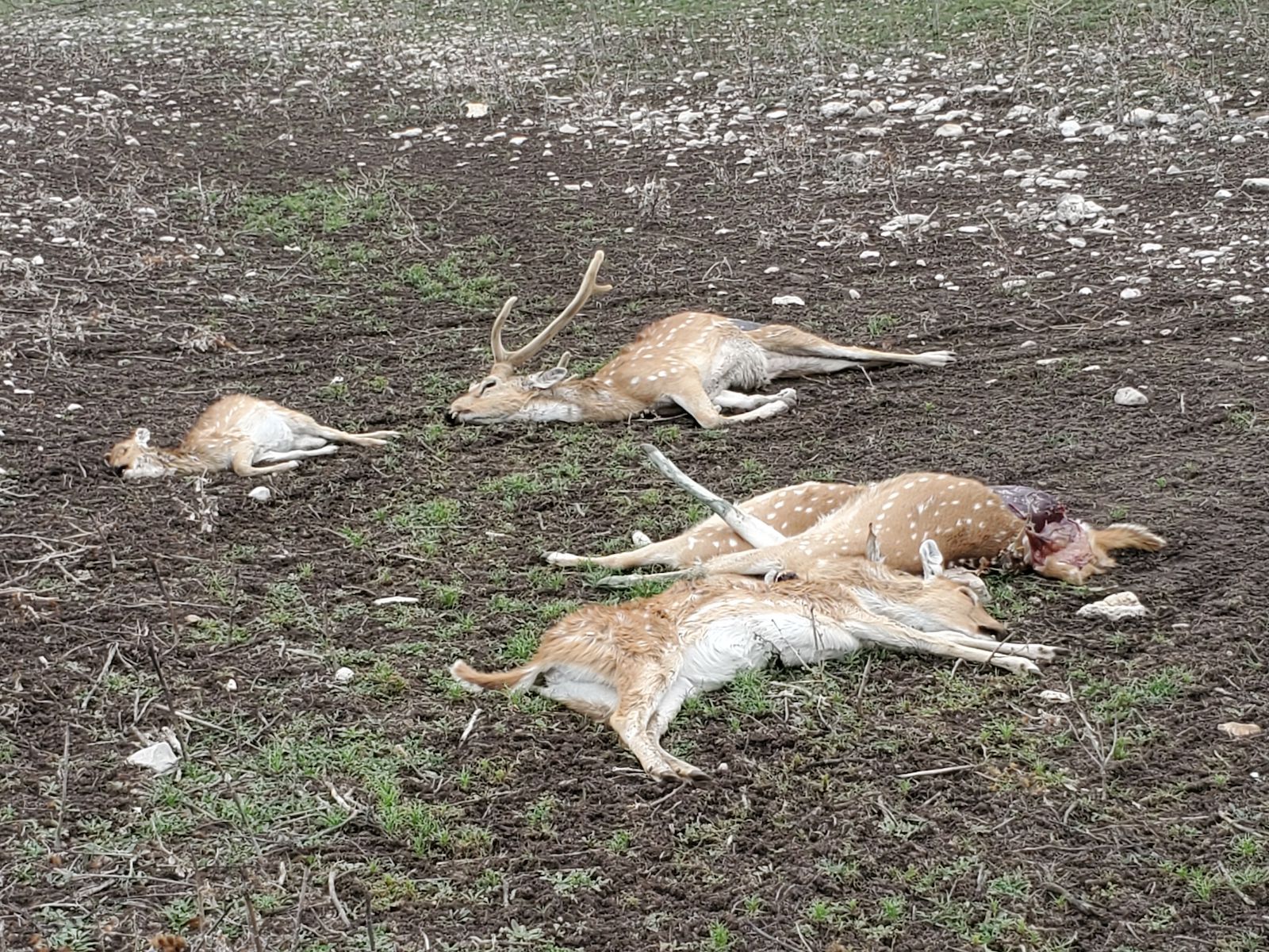 Texas’ fisheries, wildlife and habitats all affected differently by winter storms