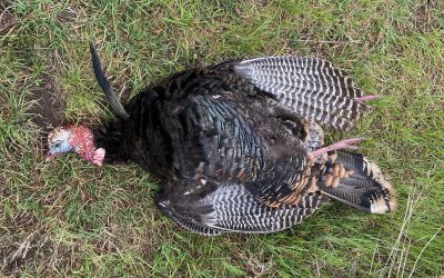 Talkin’ Texas Turkey – Jakes and Decoys