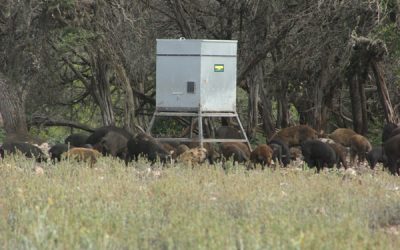 Time to slaughter the hogs