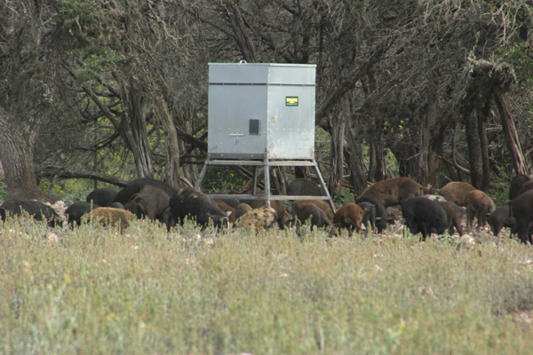 Time to slaughter the hogs
