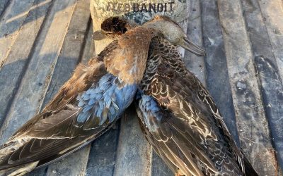 Deer chili, CPAPs, teal and dove