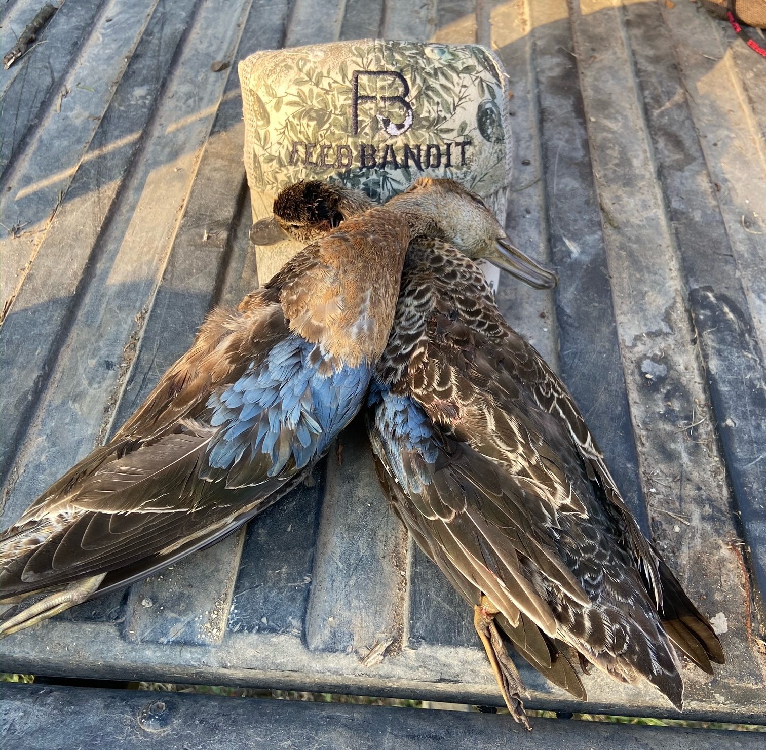 Deer chili, CPAPs, teal and dove