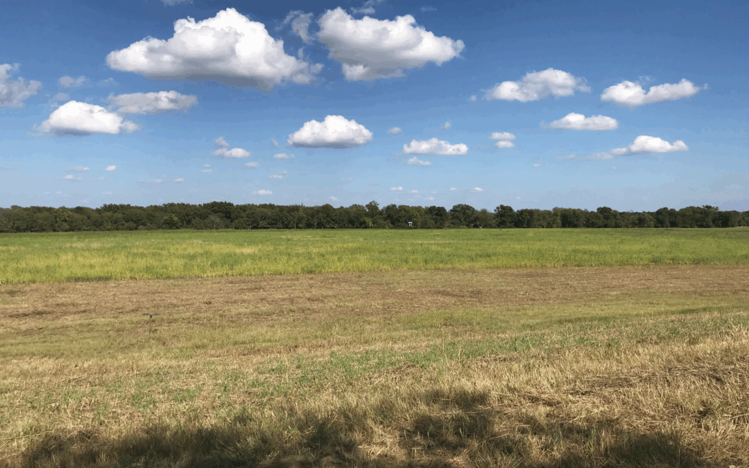 Dove field prep