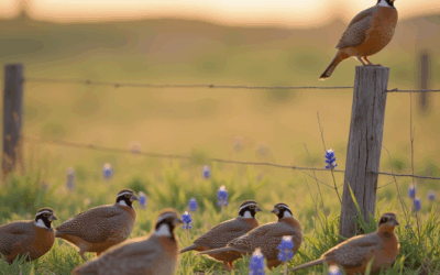 Forecasted rain, Quail Guard & record rain at Rancho Bandido