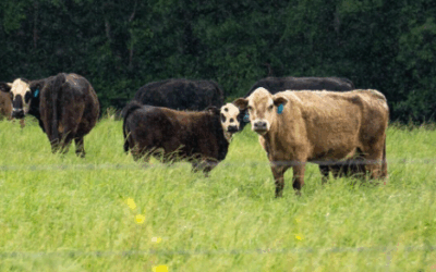 Leave The Swamp: The soaring price of beef