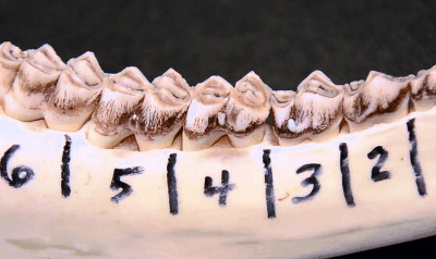 Aging whitetail deer after the harvest