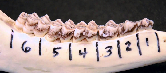 Aging whitetail deer after the harvest