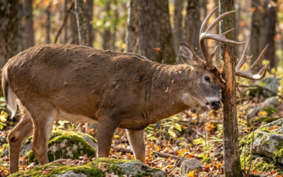 Understanding and reading deer rubs
