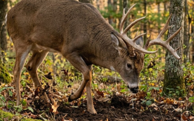 Get the dirt on deer scrapes