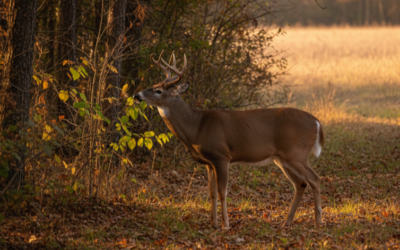 Browsing the deer buffet & where bucks like to sleep
