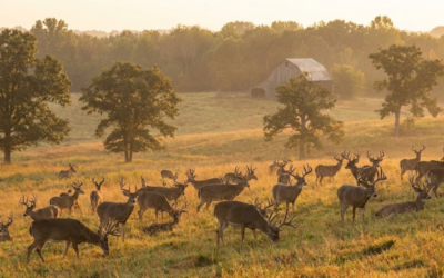 Crashing the bachelor party & where to aim