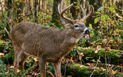 October lull, hidden foods, cover drops & hunting pressure