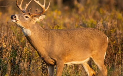 The lip curl, the first phase and cutting to the chase