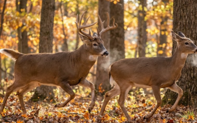 Track the rut, best phase to hunt