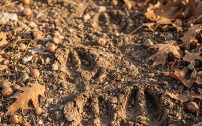 Deer tracks, is it a buck or a doe?