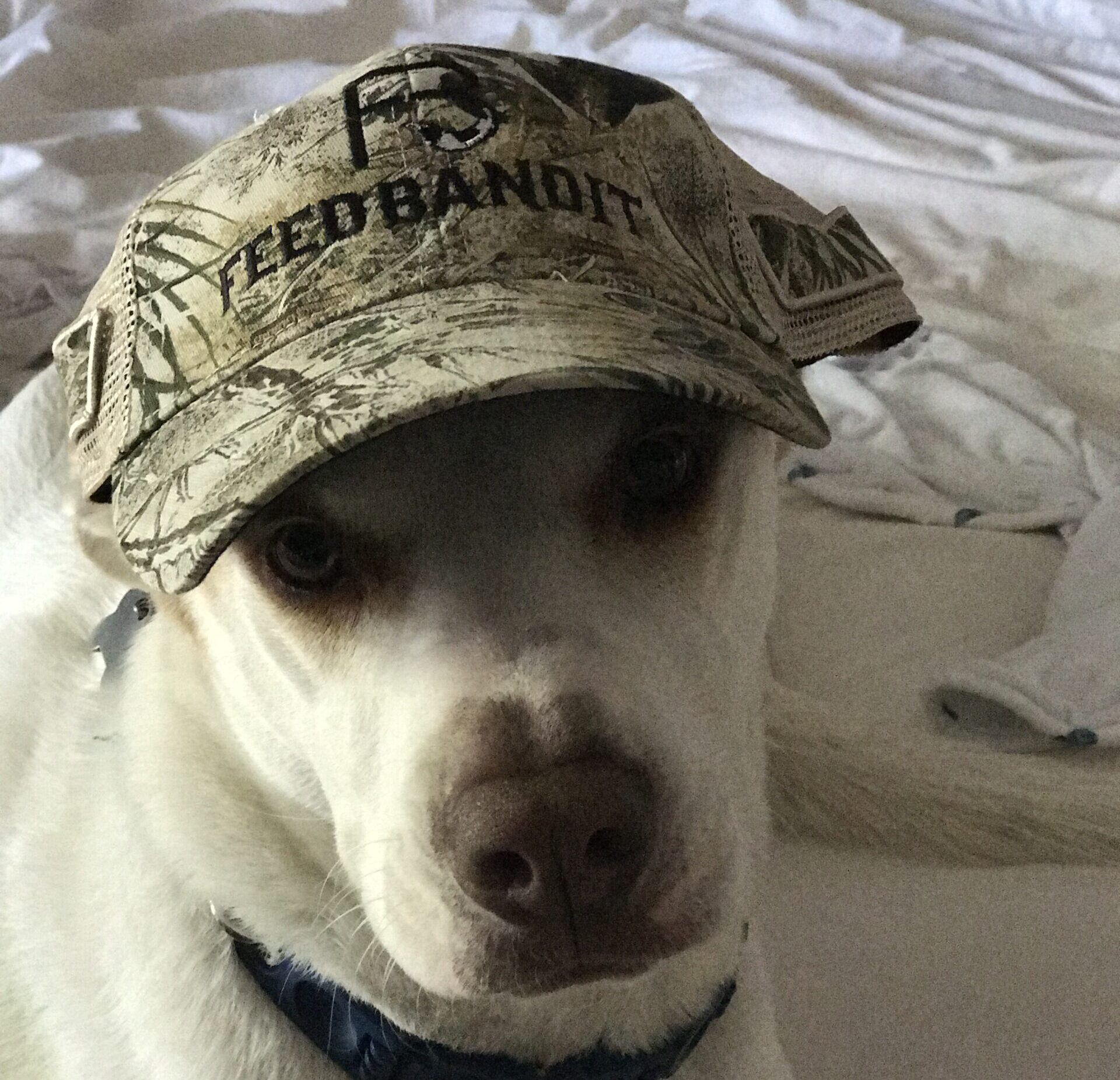 Texas History Roundup – February 10 – Biscuit, we will miss you my friend