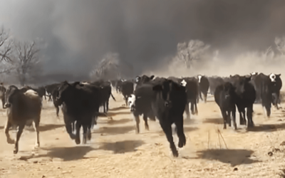 Texas History Roundup – February 26