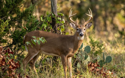 The Heartland Blueprint