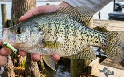 The Slab-Seekers and the Silver-Side Run