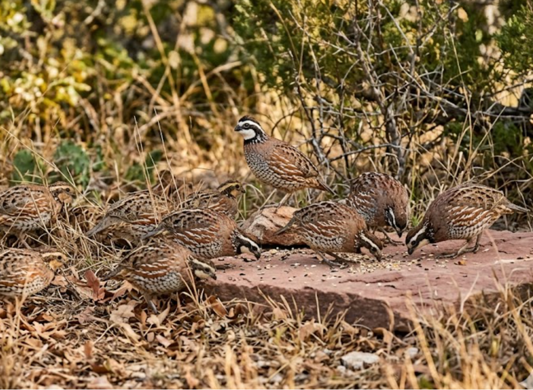 The Boom and Bust of the Bobwhite in Texas
